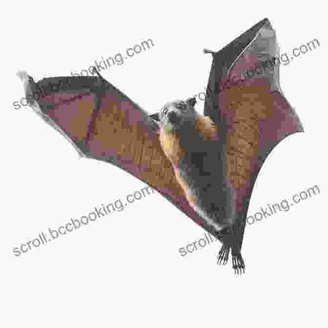 A Bat, Its Wings Outstretched And Its Teeth Bared, Flies Through The Darkness On Halloween Night. Halloween Collection Brick Stitch Seed Bead Patterns: 24 Projects: Pumpkins Ghosts Vampires Black Cats Bat Sculls Castle Dracula Owls Clown Zombie Gift For Needlewomen