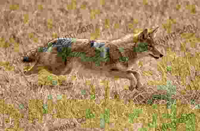 A Coyote Running Through The Plains Myths And Legends Of The Sioux