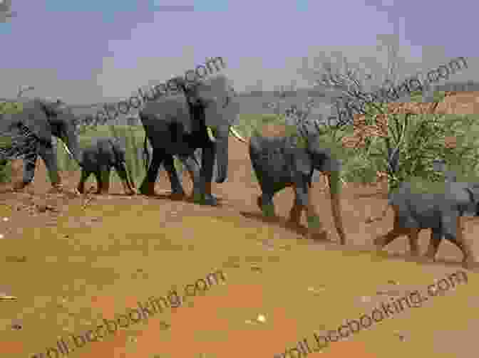 A Family Of Elephants Running Through The African Savanna Tusker (Thunder: An Elephant S Journey 4)
