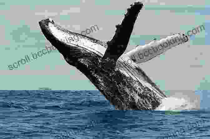 A Humpback Whale Breaching The Surface Of The Antarctic Ocean. Antarctica: Penguins Whales And Happiness