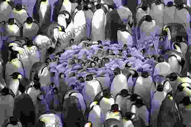 A Large Colony Of Penguins Huddling Together On The Ice Cap Sur Le Grand Continent Blanc