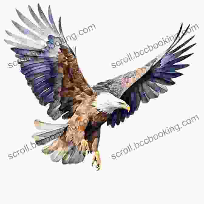 A Majestic Eagle Design From Cazaq The Eagle Coloring