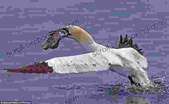 A Majestic Gannet Diving Into The Ocean In Search Of Prey. British Coastal Wildlife (Collins Complete Guides)