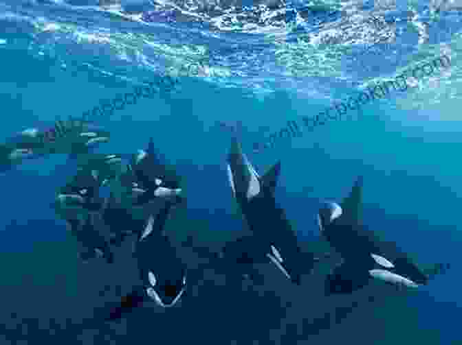 A Pod Of Orcas Swimming Gracefully In The Ocean Off Season (Orca Young Readers 6)