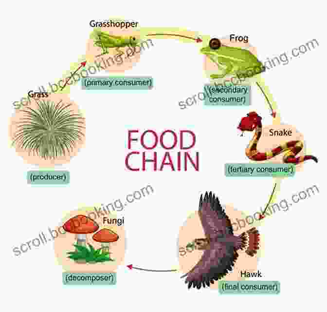 Amphibians Playing A Vital Role In The Food Chain Amphibians And Reptiles: A Compare And Contrast