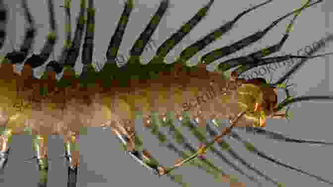 Centipede, One Of The Creepiest Crawlers In The World Super Bug Encyclopedia: The Biggest Fastest Deadliest Creepy Crawlers On The Planet (Super Encyclopedias)