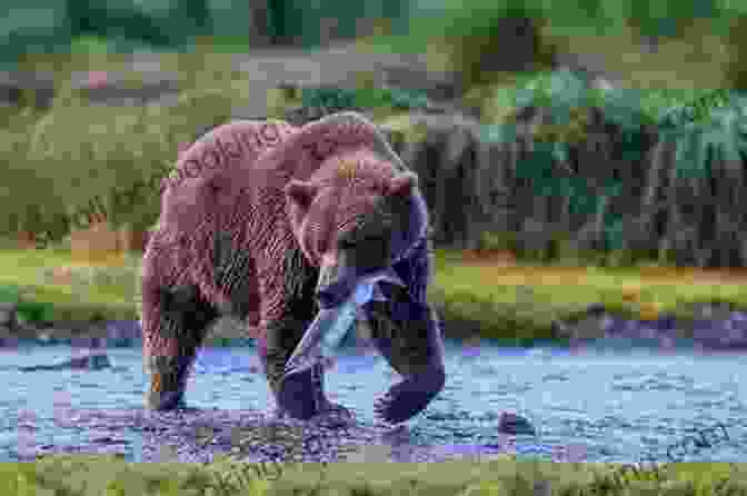 Close Up Of A Majestic Grizzly Bear Roaming The Alaskan Wilderness A Trip To Alaska The Last Arctic Frontier And The Land Of The Glaciers