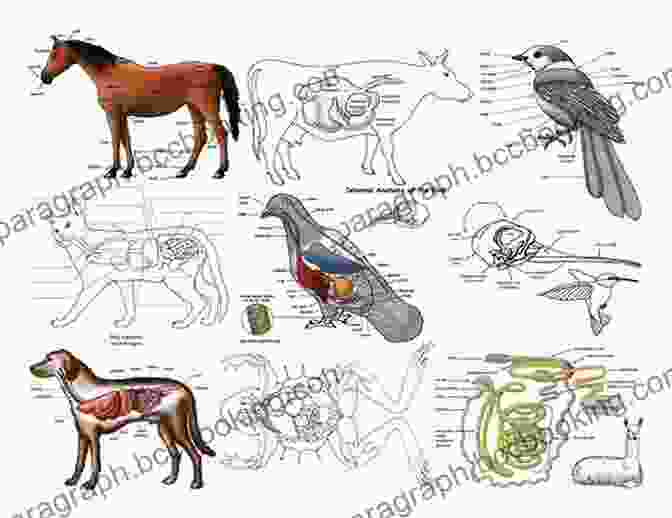 Diagram Of Animal Anatomy Learn To Draw Realistic Animals With Pen Marker: From An Armadillo To A Zebra 26 Animals To Discover Draw