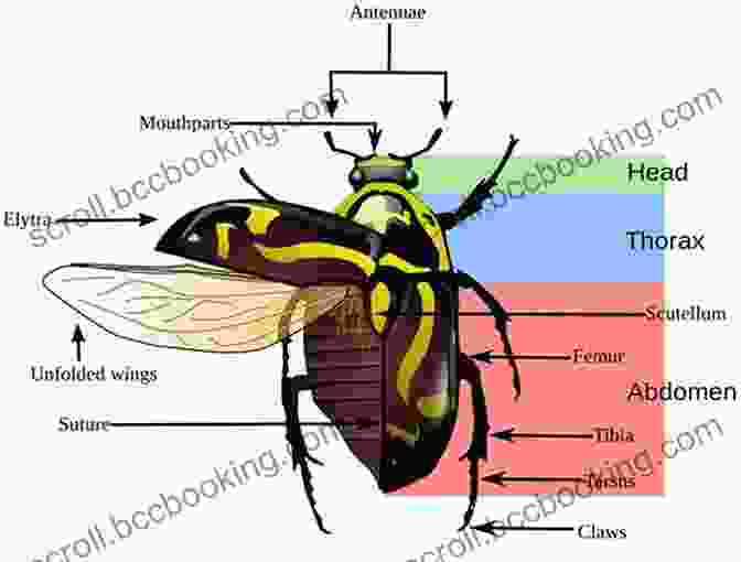Diagram Of Insect Anatomy What S Your Favorite Bug? (Eric Carle And Friends What S Your Favorite 3)