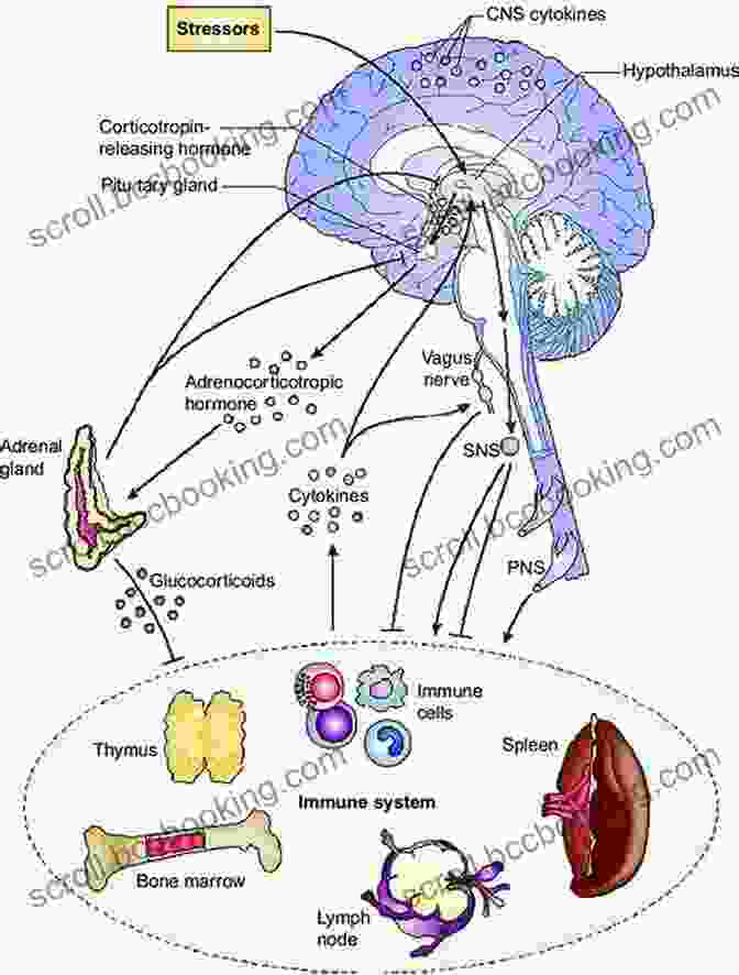 Diagram Of The Brain Immune Axis Infectious Behavior: Brain Immune Connections In Autism Schizophrenia And Depression