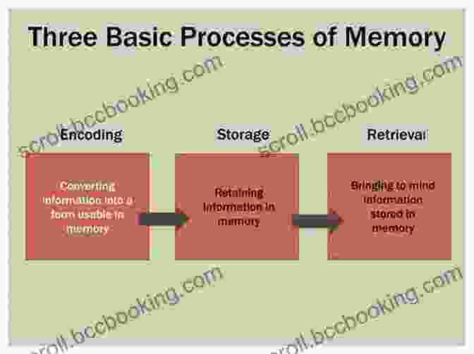 Diagram Of The Process Of Memory Formation The Guardian Of All Things: The Epic Story Of Human Memory