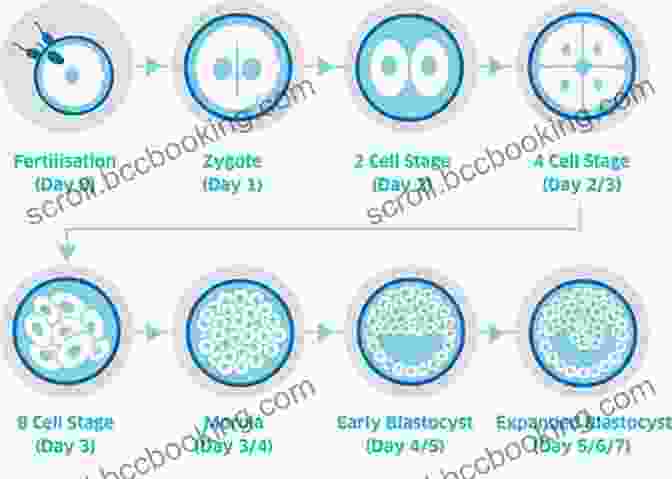 Fertilization And Embryo Culture Coping With IVF: Step By Step Tips For 1st Time IVF Success: Fertility Infertility