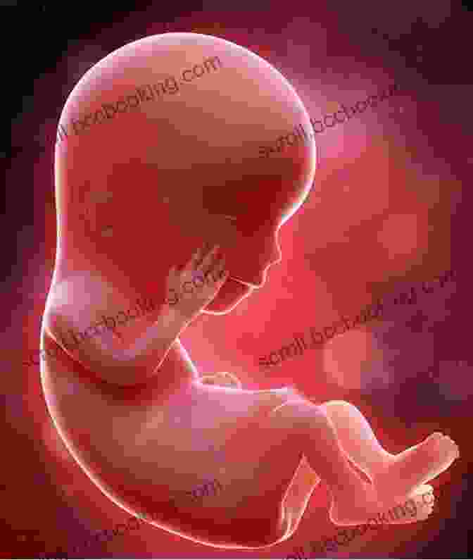 Fetus At 12 Weeks, Limbs Defined, Facial Features Pronounced Before Birth: A Week By Week Guide To Your Baby S Development During Pregnancy