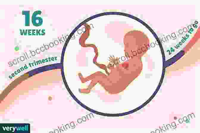 Fetus At 16 Weeks, Sensory Development, Fetal Movements Before Birth: A Week By Week Guide To Your Baby S Development During Pregnancy