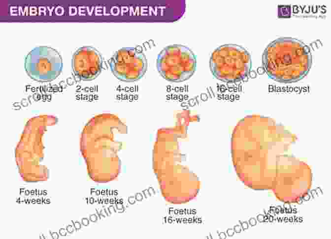 Fetus At 8 Weeks, Major Organs Formed Before Birth: A Week By Week Guide To Your Baby S Development During Pregnancy