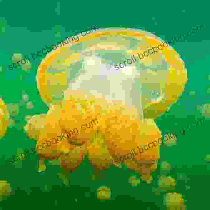 Illustration From The Book 'Colors Everywhere' Featuring A Golden Jellyfish Colors Everywhere (Bubble Guppies) Stephanie Warren Drimmer