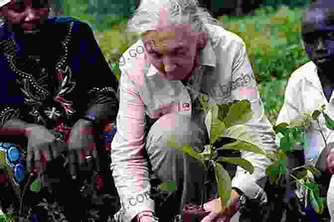Jane Goodall Planting A Tree As Part Of A Reforestation Project The Chimpanzee Whisperer: A Life Of Love And Loss Compassion And Conservation