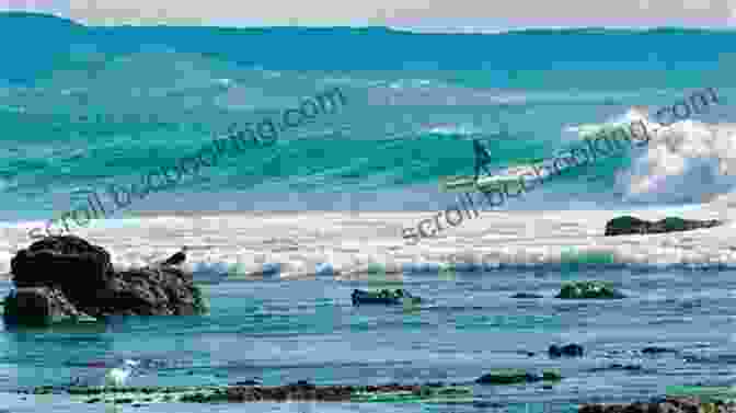 Surfer Riding A Massive Wave At Punta Acantilado, Baja California, Mexico. Heap Of Bones: A Baja Surfer S Chronicle