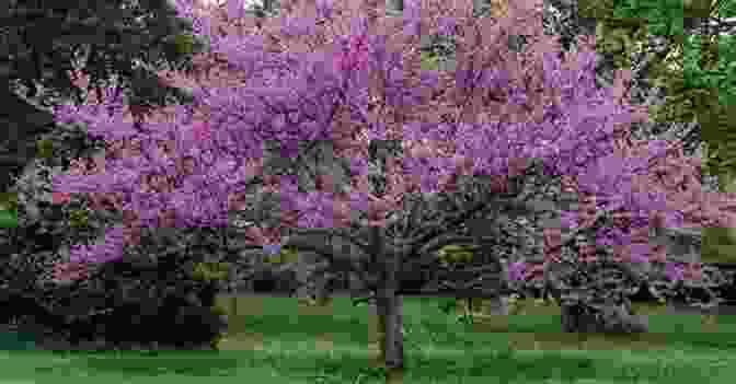 The Whishtree, An Ancient Oak Tree, Stands Tall In The Redbud Tree Forest. Wishtree P D Eastman