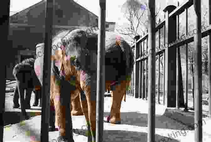Thunder The Elephant In Captivity Hope Haven (Thunder: An Elephant S Journey 3)