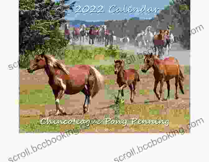 Thundering Hooves And The Excitement Of The Annual Pony Penning Reverberate Through The Streets Of Chincoteague Island. True Riders (Marguerite Henry S Ponies Of Chincoteague 6)