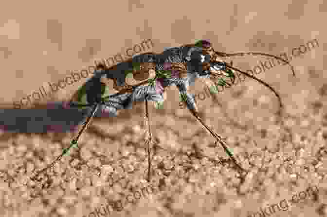 Tiger Beetle, One Of The Fastest Insects In The World Super Bug Encyclopedia: The Biggest Fastest Deadliest Creepy Crawlers On The Planet (Super Encyclopedias)