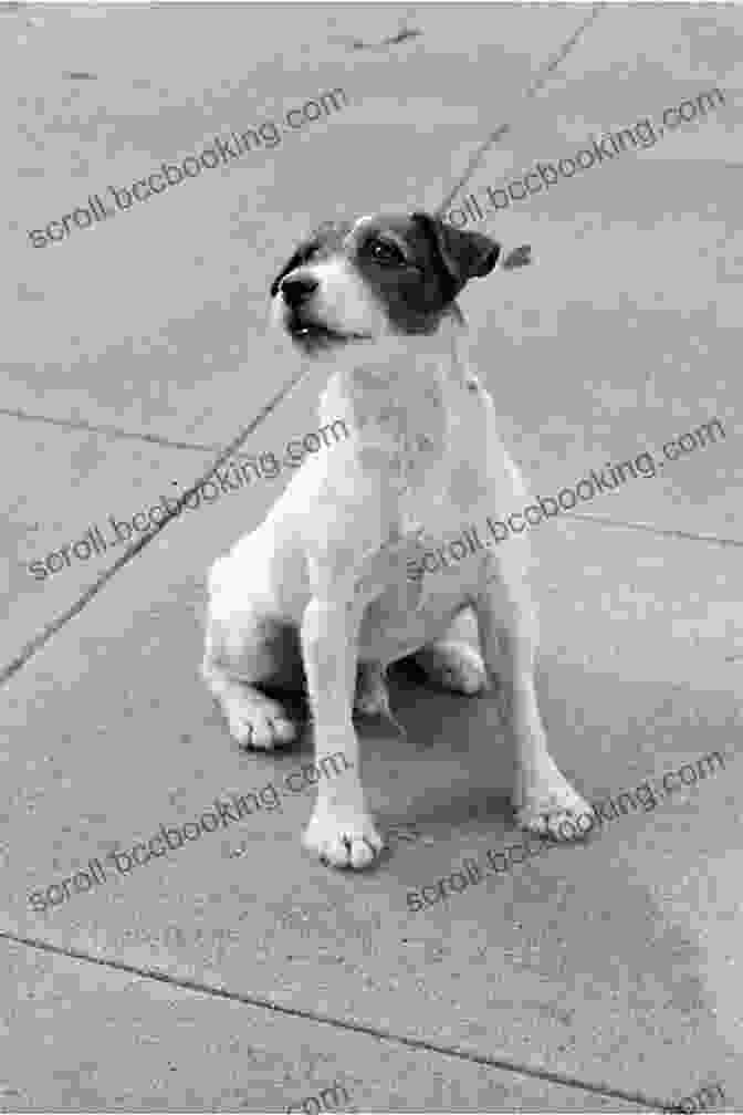 Uggie, The Dapper Jack Russell Terrier, Poses Elegantly In A Black And White Tuxedo. The Beauty Of The Beasts: Tales Of Hollywood S Wild Animal Stars